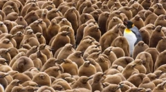 Smešne male živali. 2. Del.